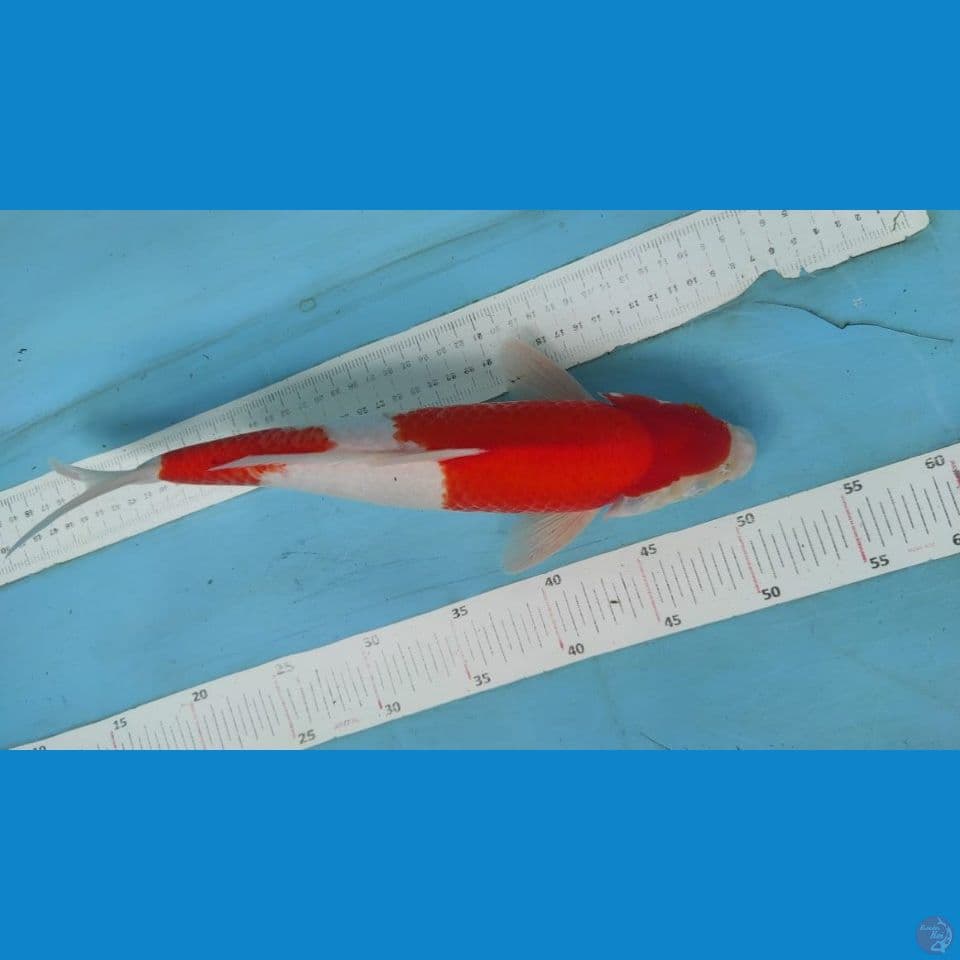 kohaku 35cm