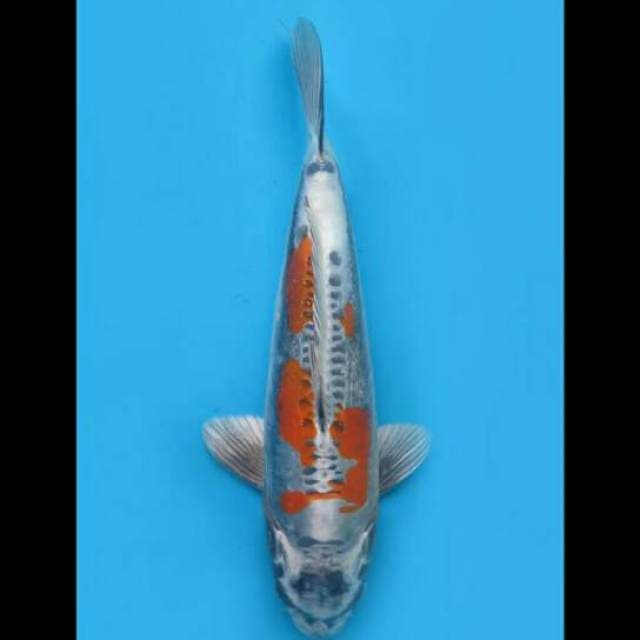 35cm Female - Beni Kinkikoryu Antik