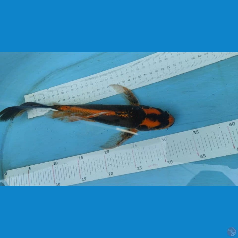 kubuta 30cm gondrong