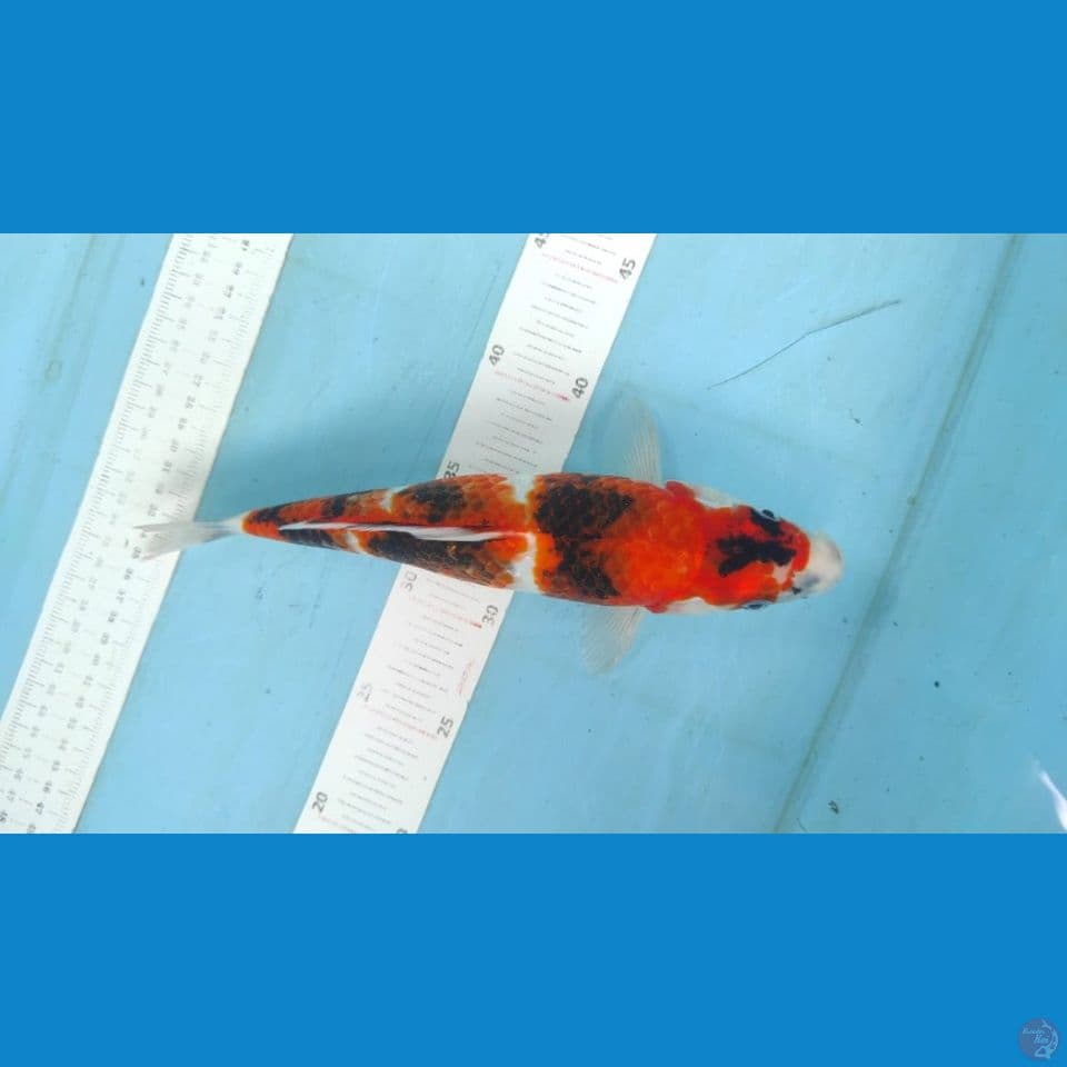 showa 28cm