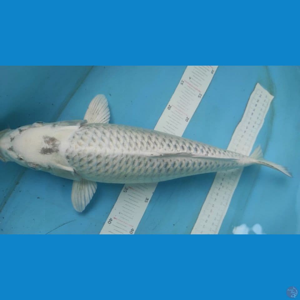 mukasi 45cm