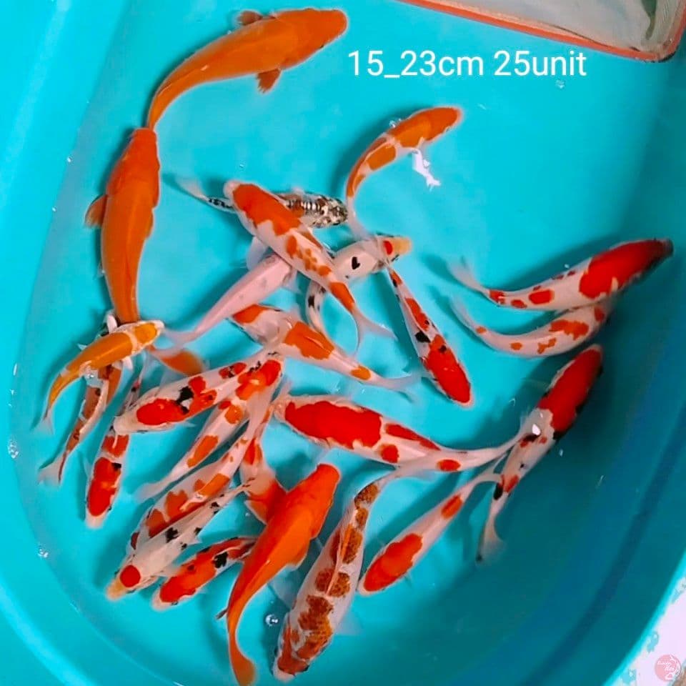 15_23cm 25unit