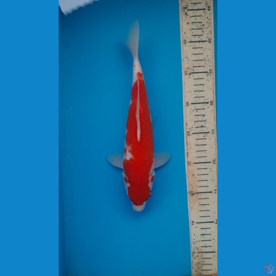 kohaku