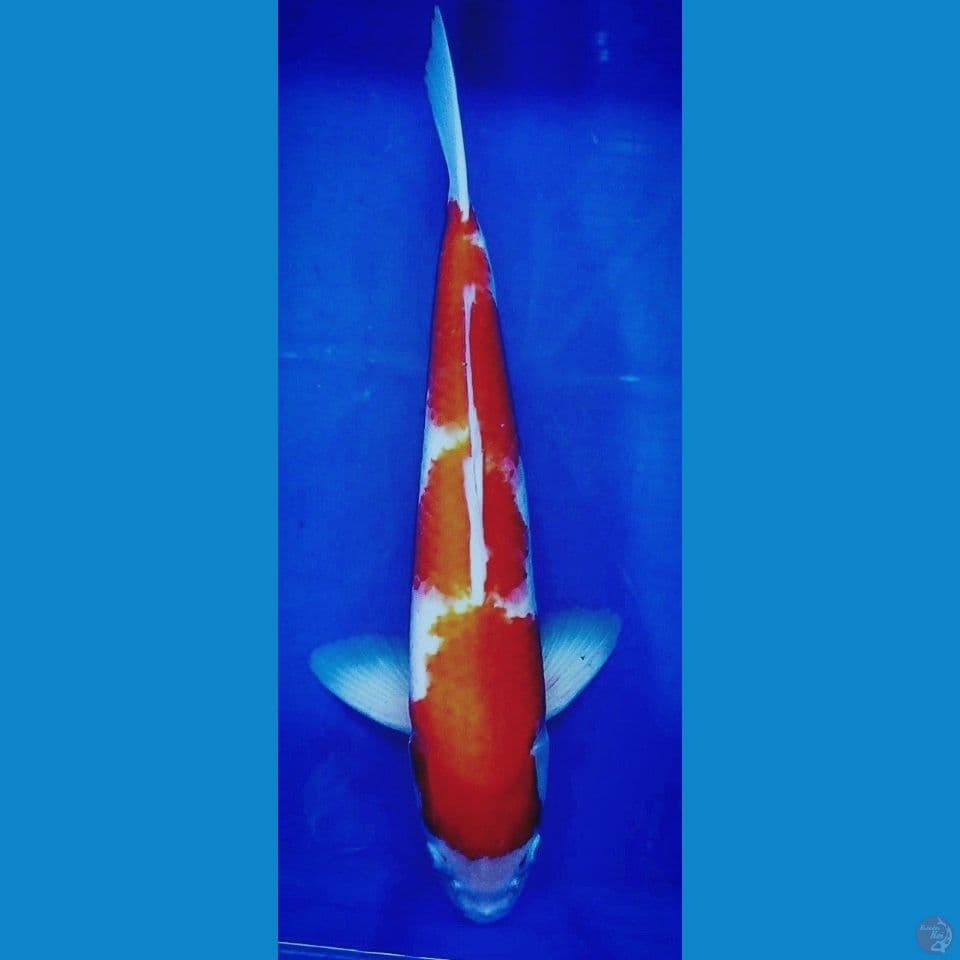 Jumbo original kohaku