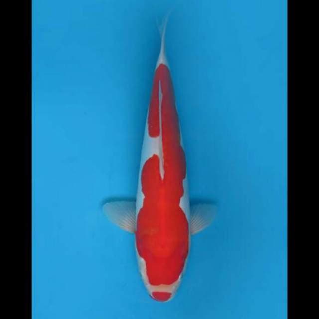 41cm Male - F1 Kohaku Doitsu Omoyo Murni