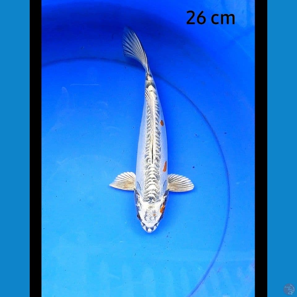 Kiko 26 cm