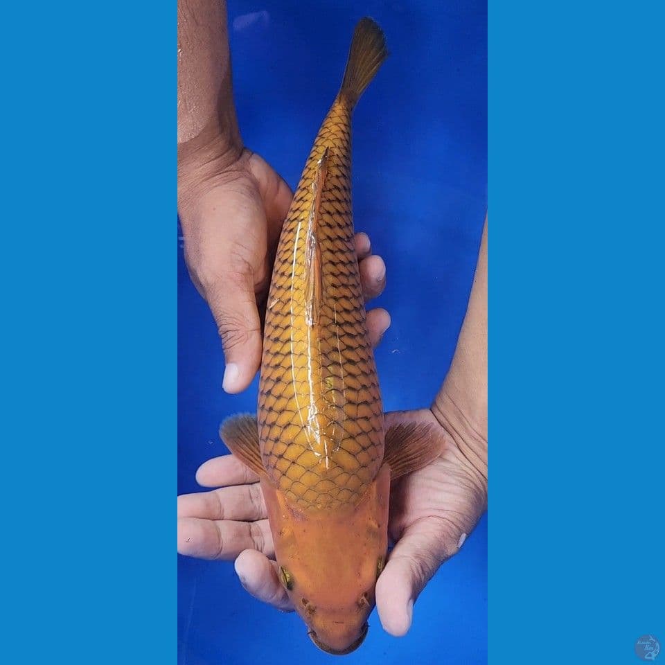 35cm Chagoi Fukurin tebal