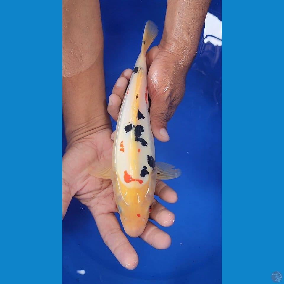 27cm Sanke Doitsu MURNI