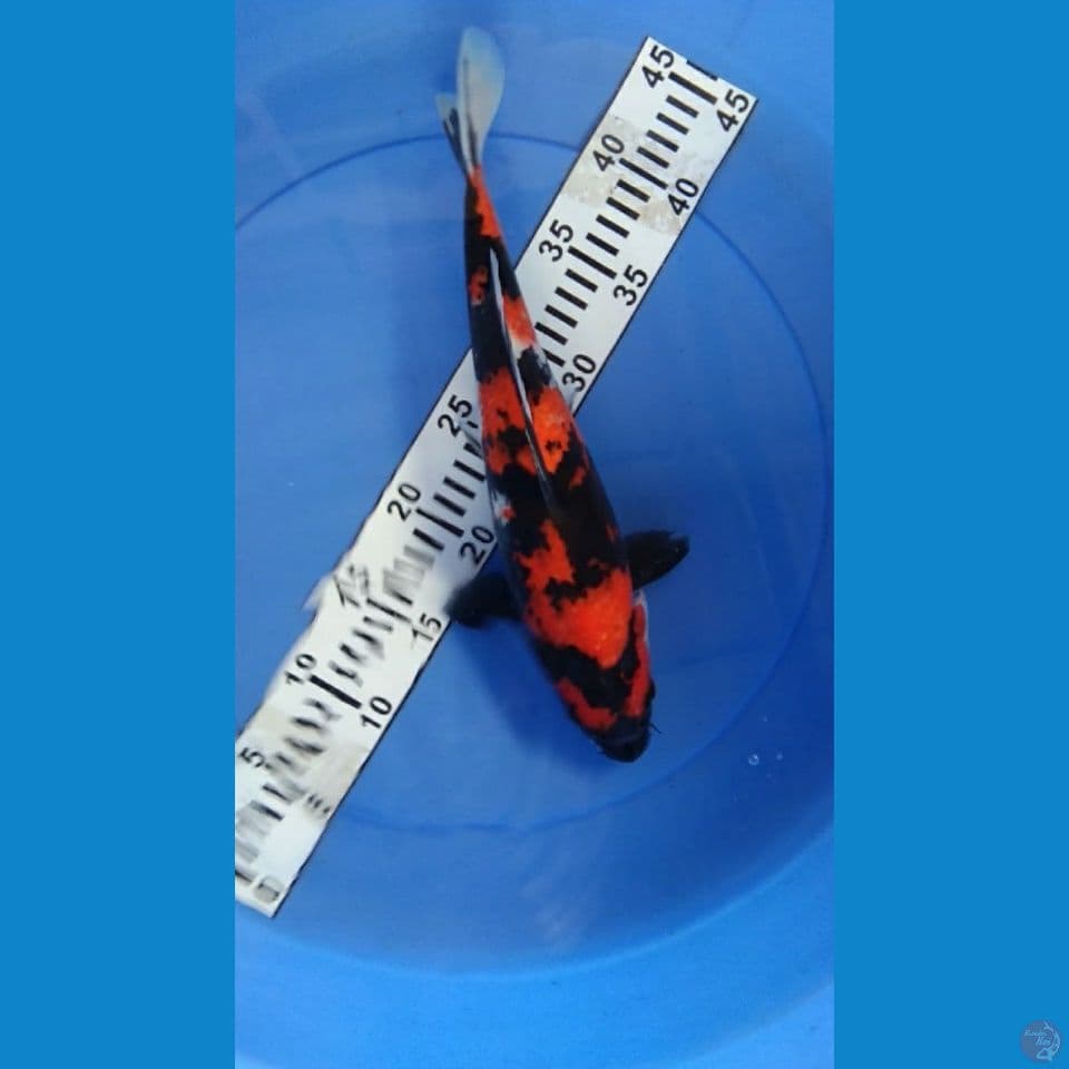 showa 33 cm