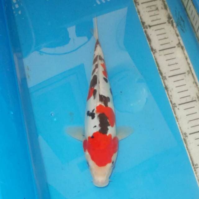 DALMATION SANKE SIP