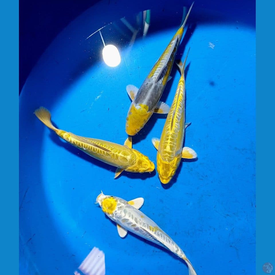 Body Tebal GOLD & YELLOW ANTIKAN 21_25cm 4ekor