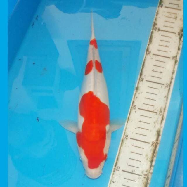 SANDAN KOHAKU CIAMIK