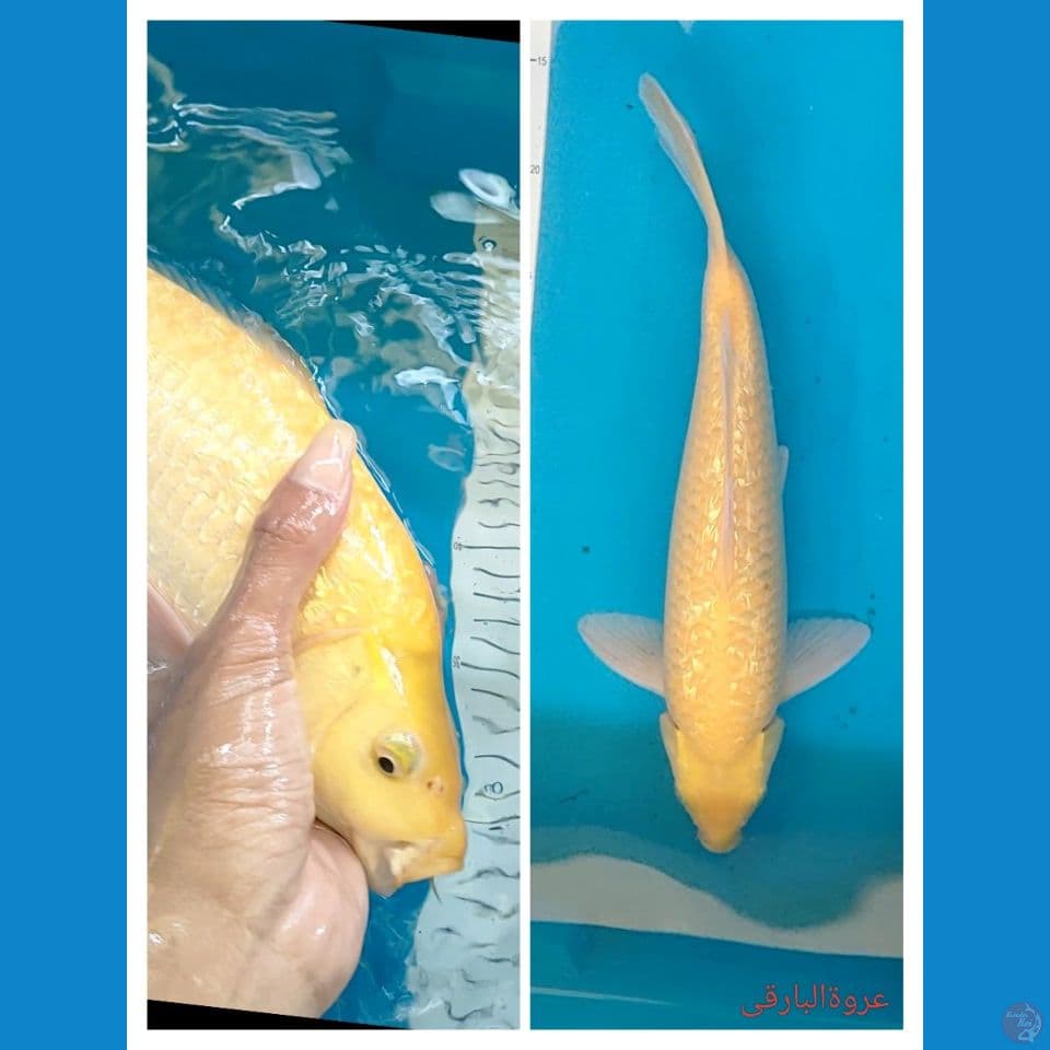 karasi punuk 35 cm jantan