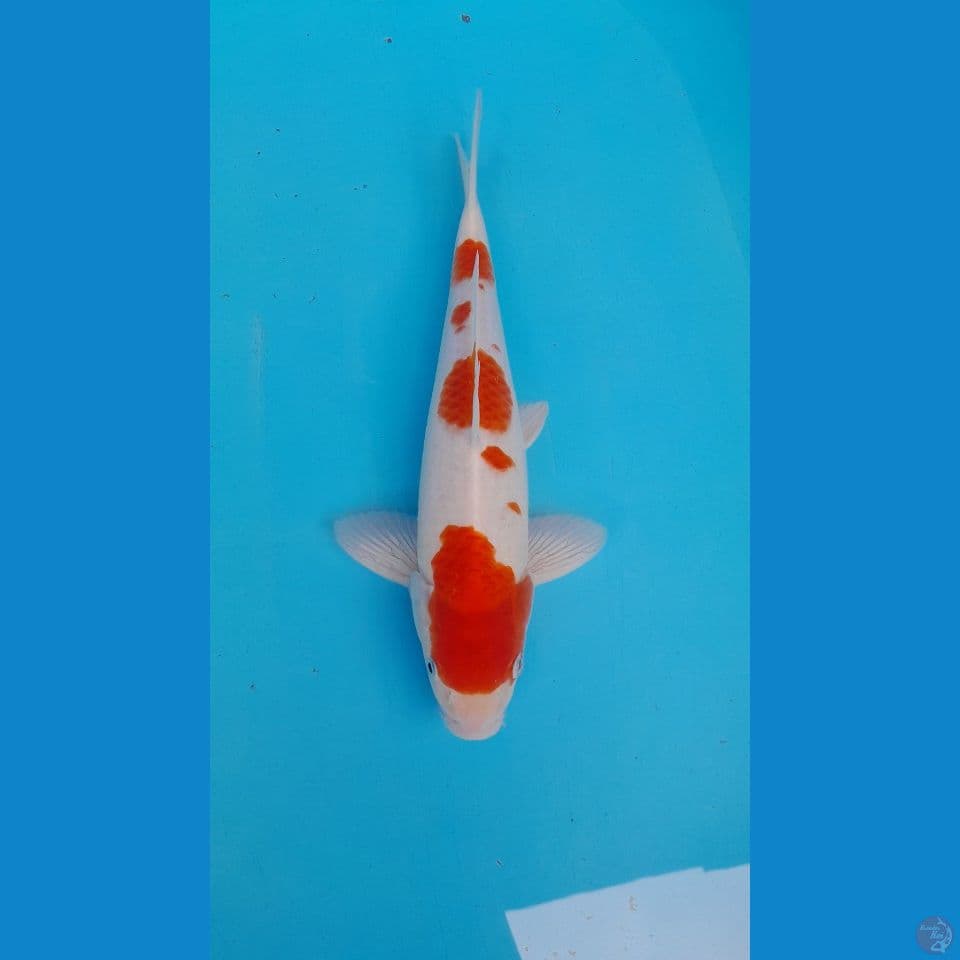 KOHAKU HQ ORIGINAL 34 CM