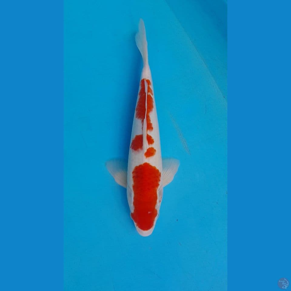 KOHAKU ORIGINAL 33 CM