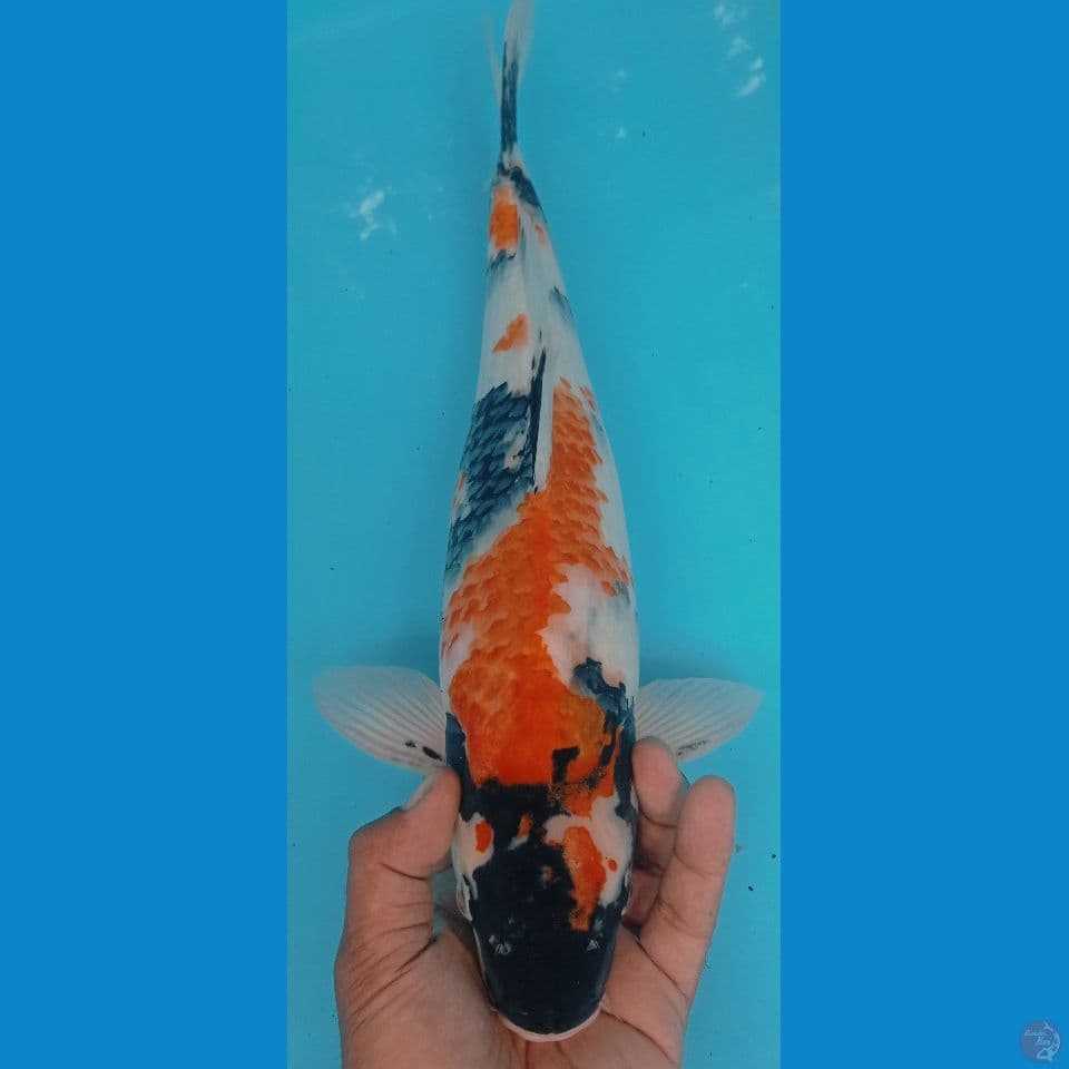 SHOWA 45
