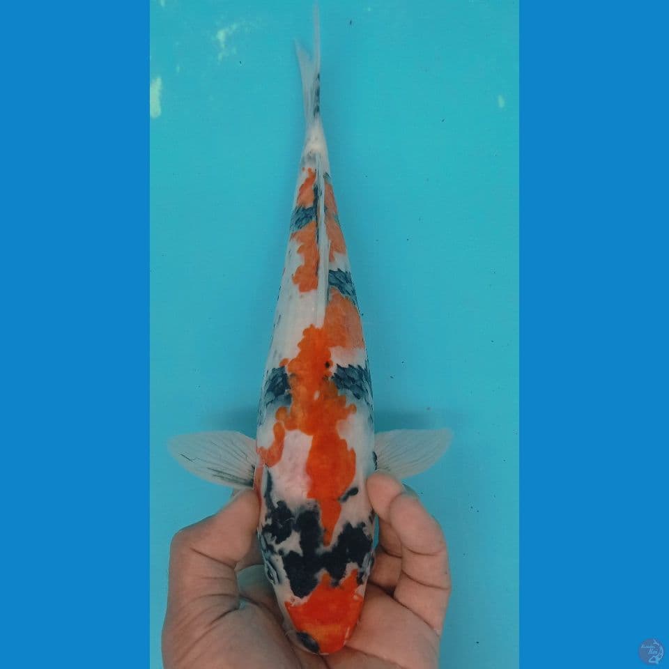 SHOWA 34