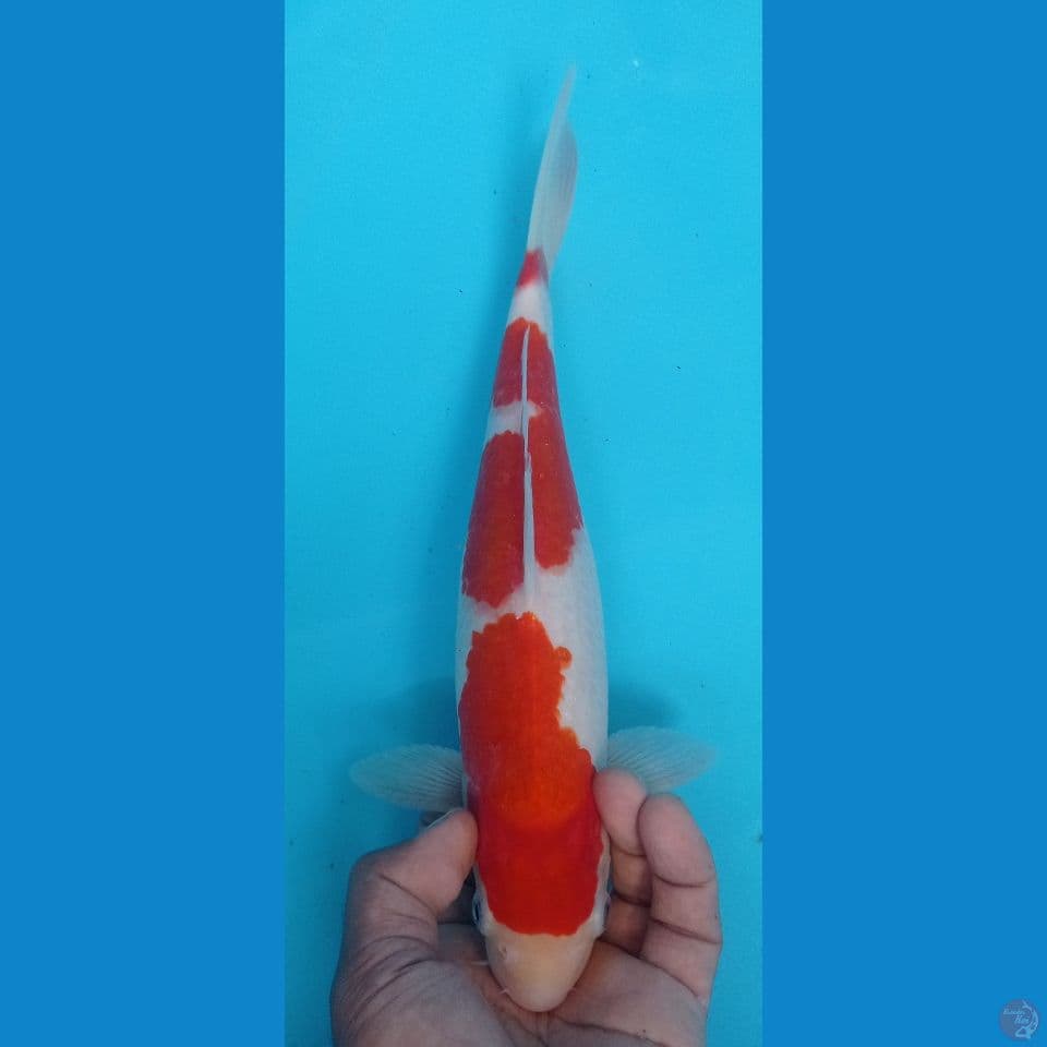 kohaku 32
