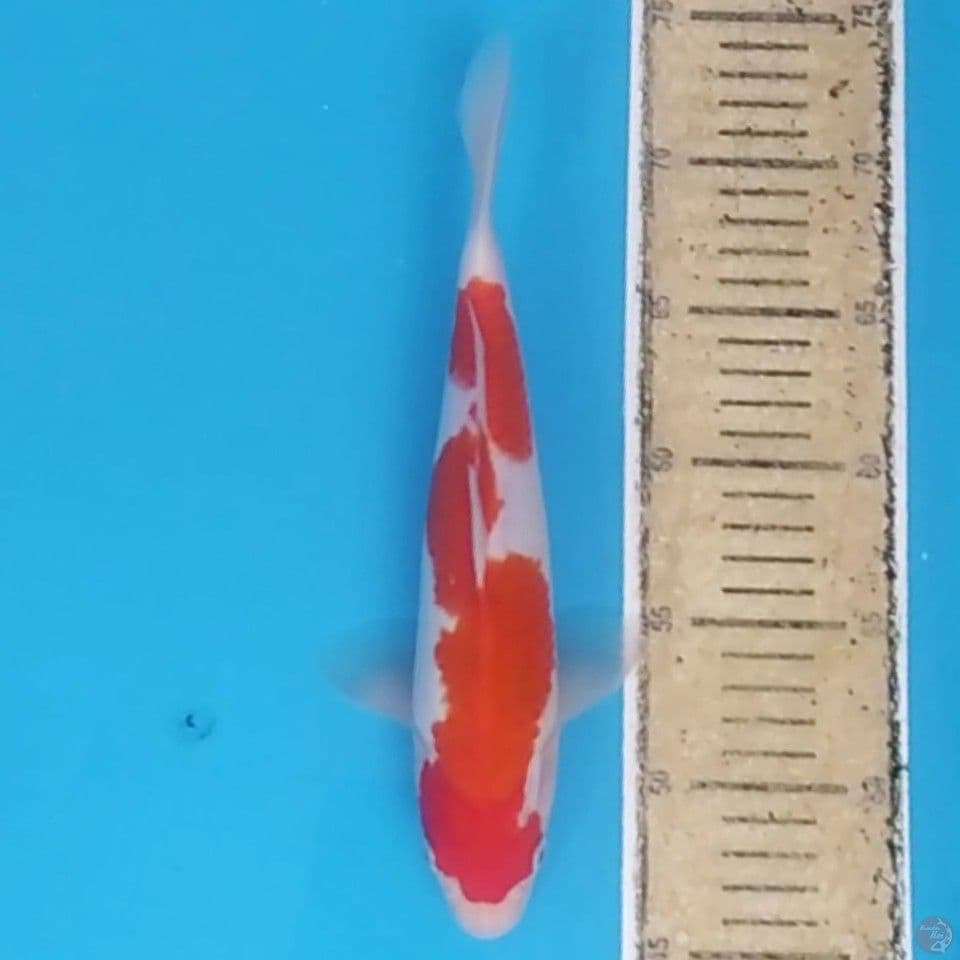 Kohaku Inazuma ~27 F