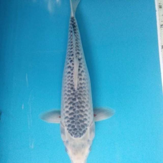 Asagi 40 cm