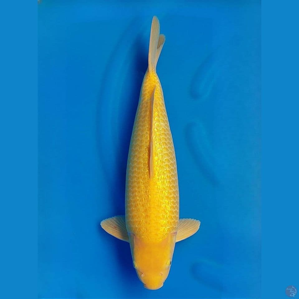 Karasi Ginrin