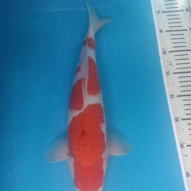 Sanke 41 cm