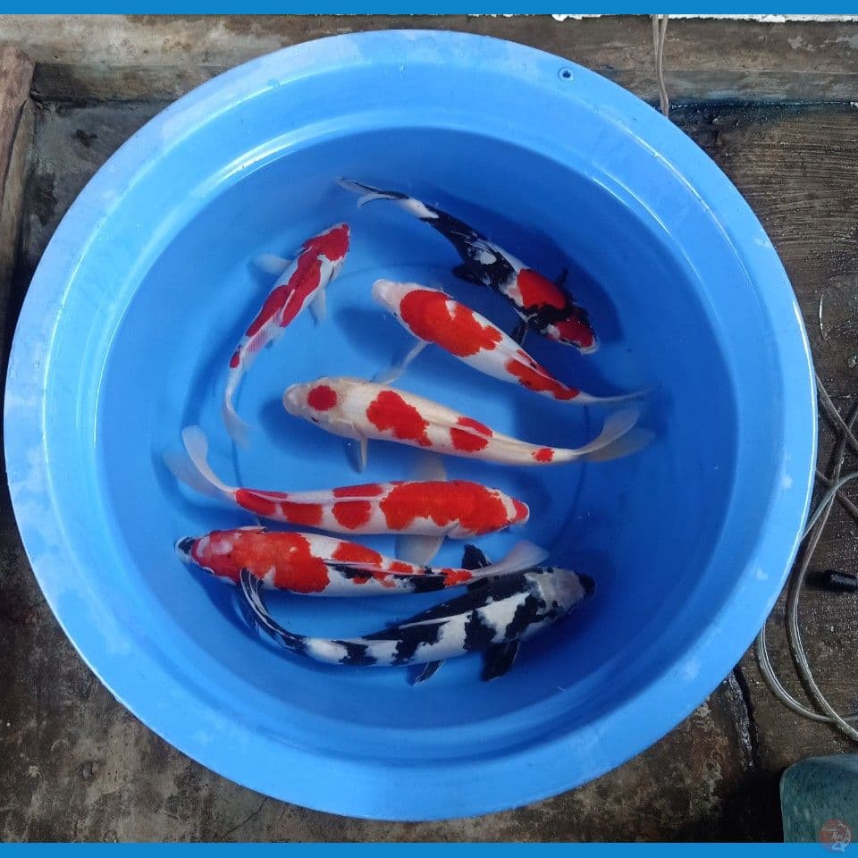 Mix 32cm-42cm
