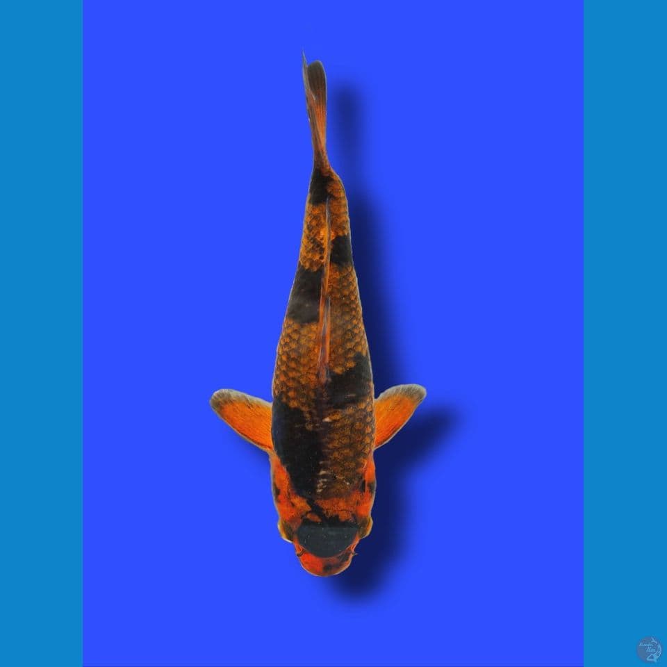 CASURI 20 cm ( Bukan Tatto )