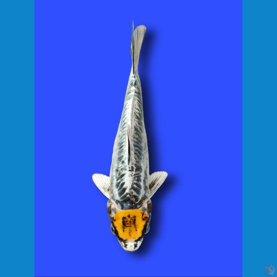 Tancho Kikoryu 25 cm