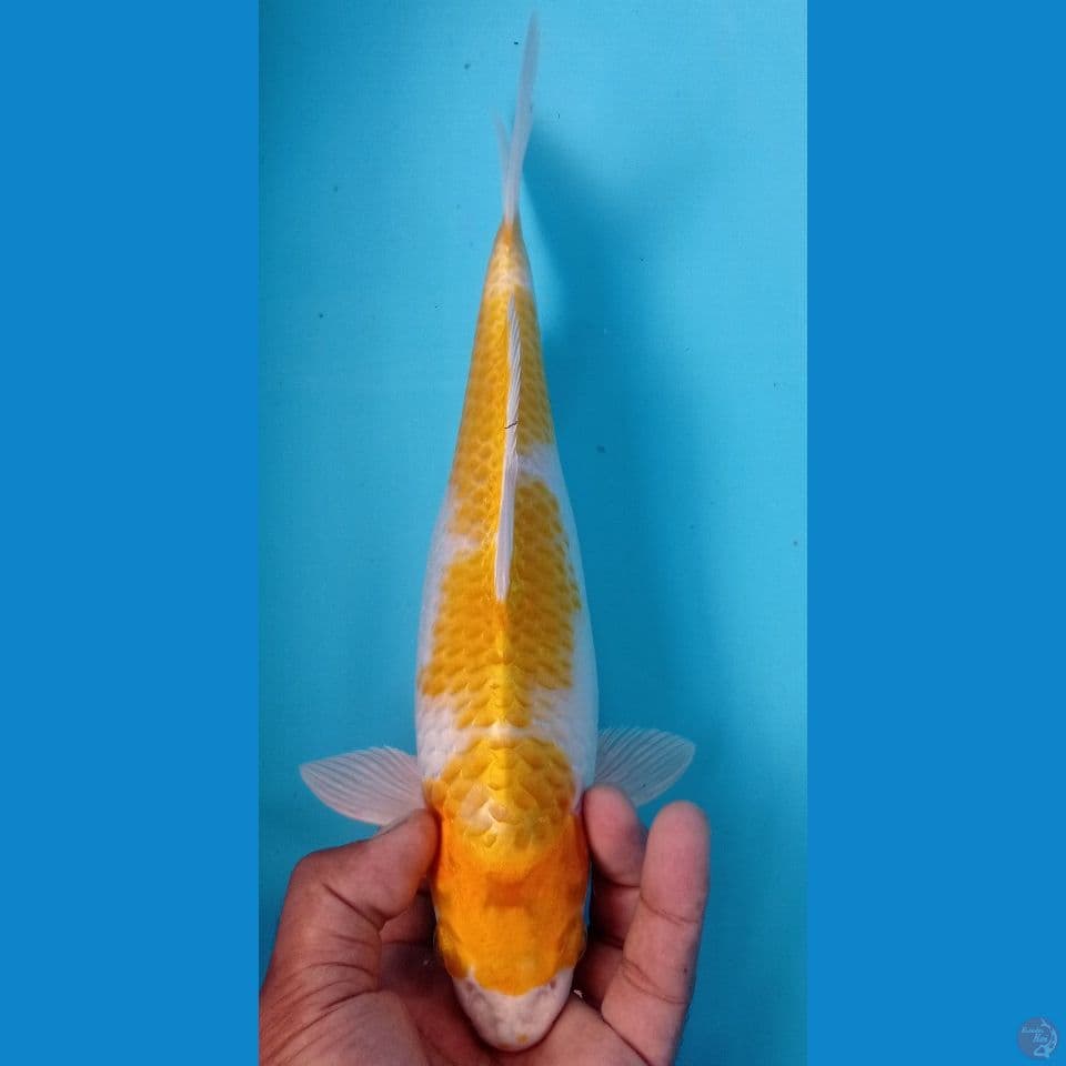 hariwake 30cm