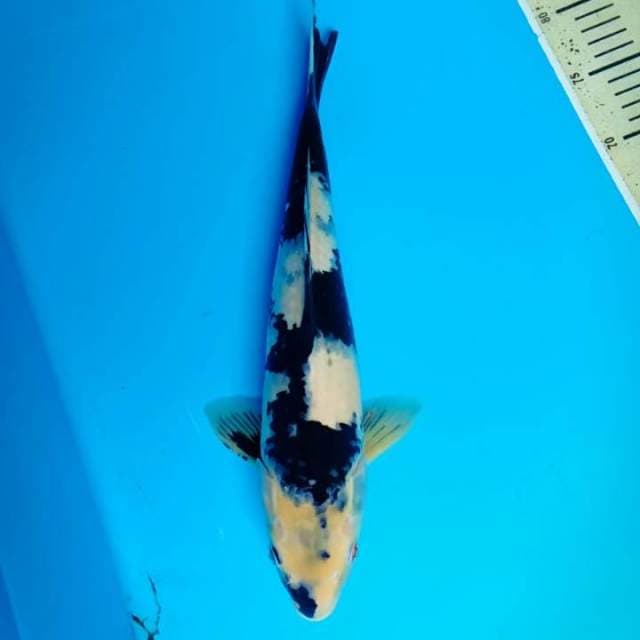 Shiro 37 cm