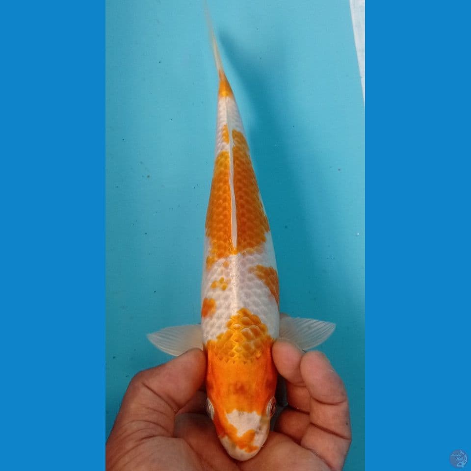 hariwake 27cm