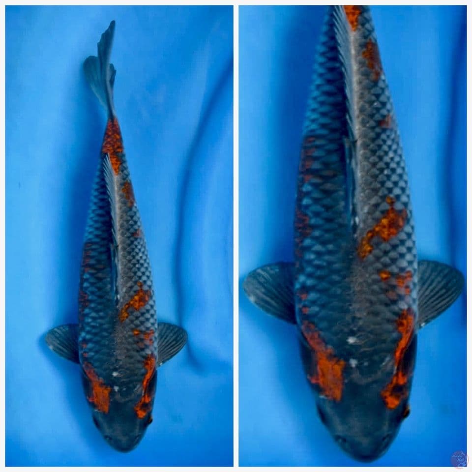 Super antik 30cm male