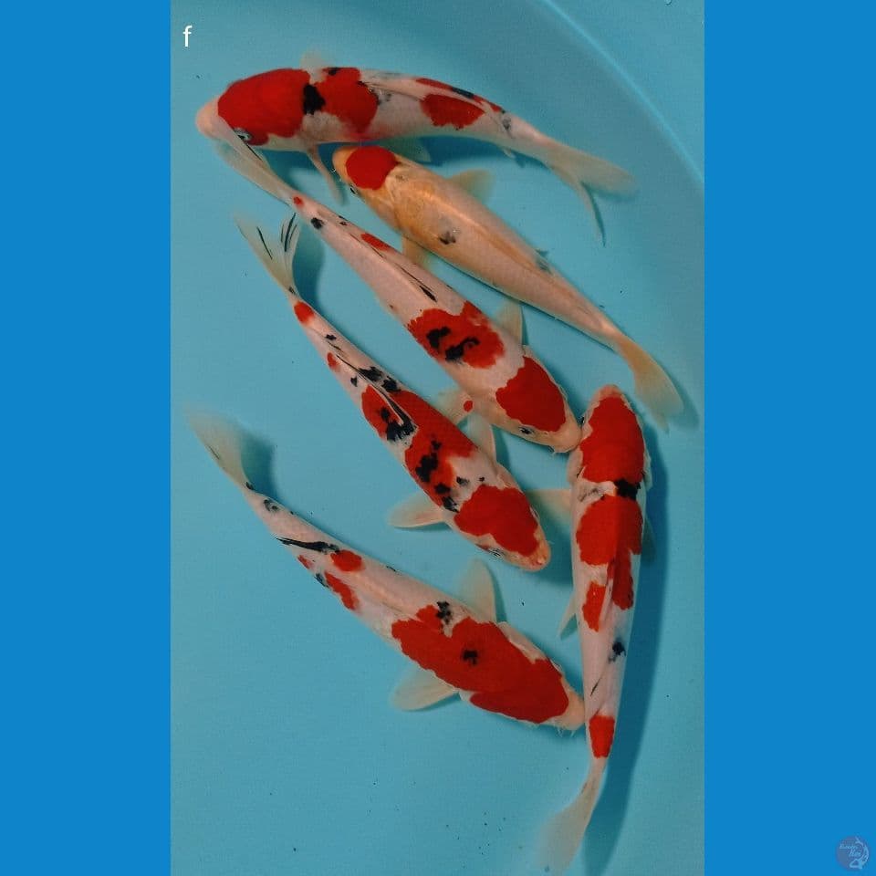mix f 25