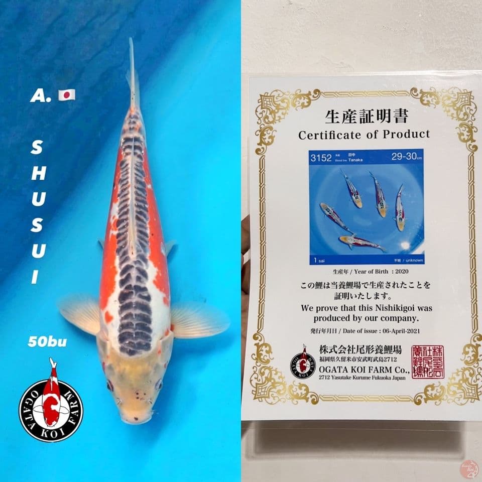 OGATA JUMBO SHUSUI 47cm