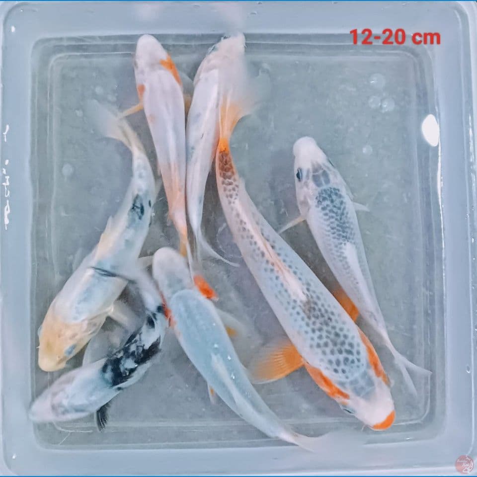 mix koi