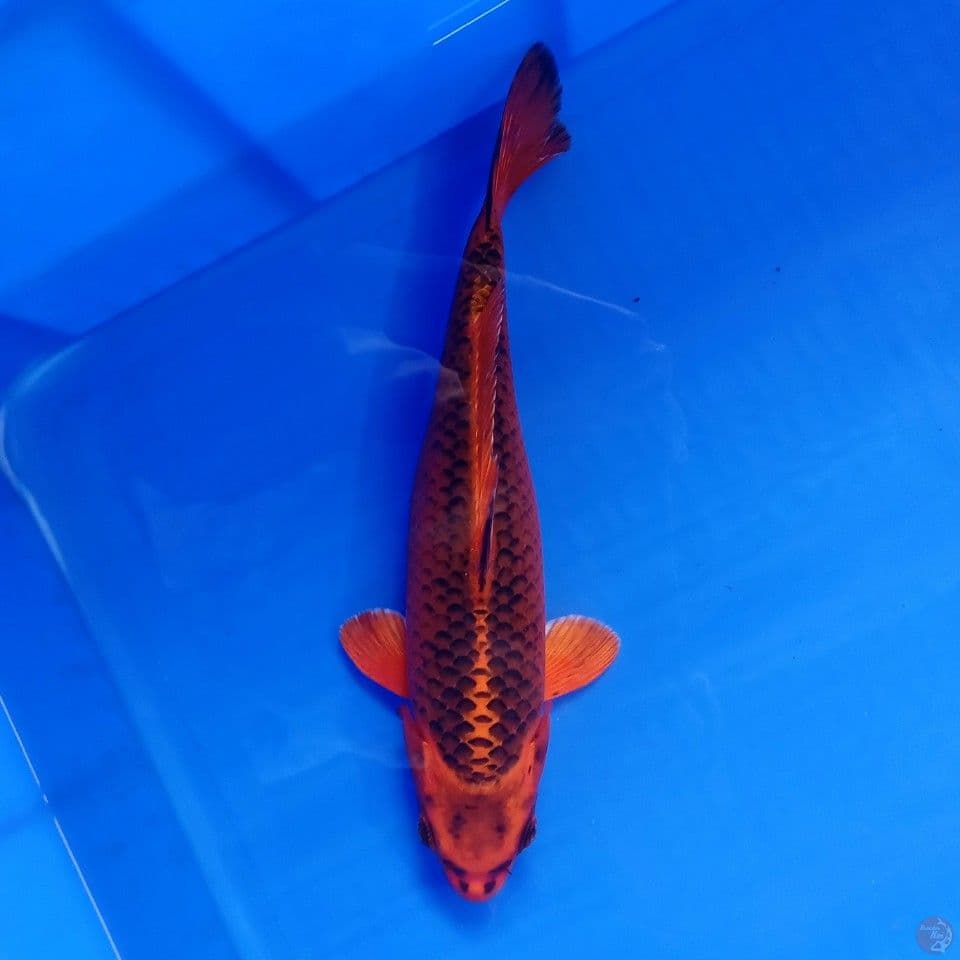AKA MATSUBA 26CM