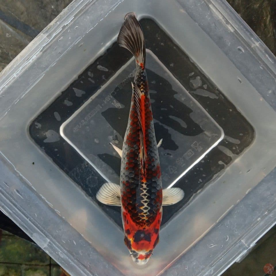 BENI GINGGA SUPER RED 22CM