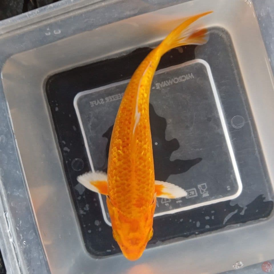YAMABUKI OGON GINRIN 20CM