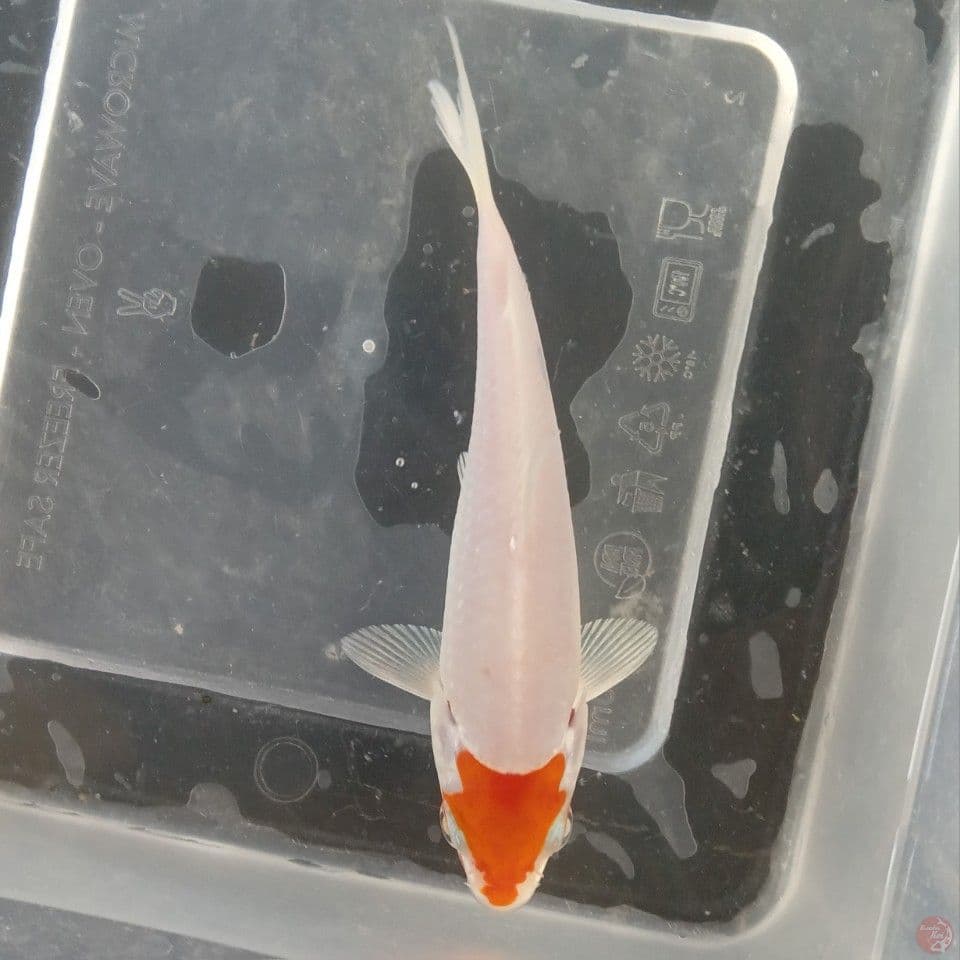 TANCHO HARIWAKE 15CM