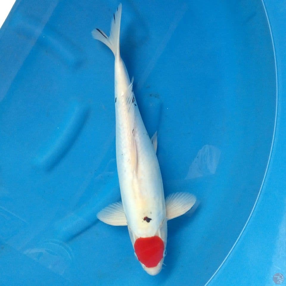 TANCHO SANKE DOIT MALE 52CM