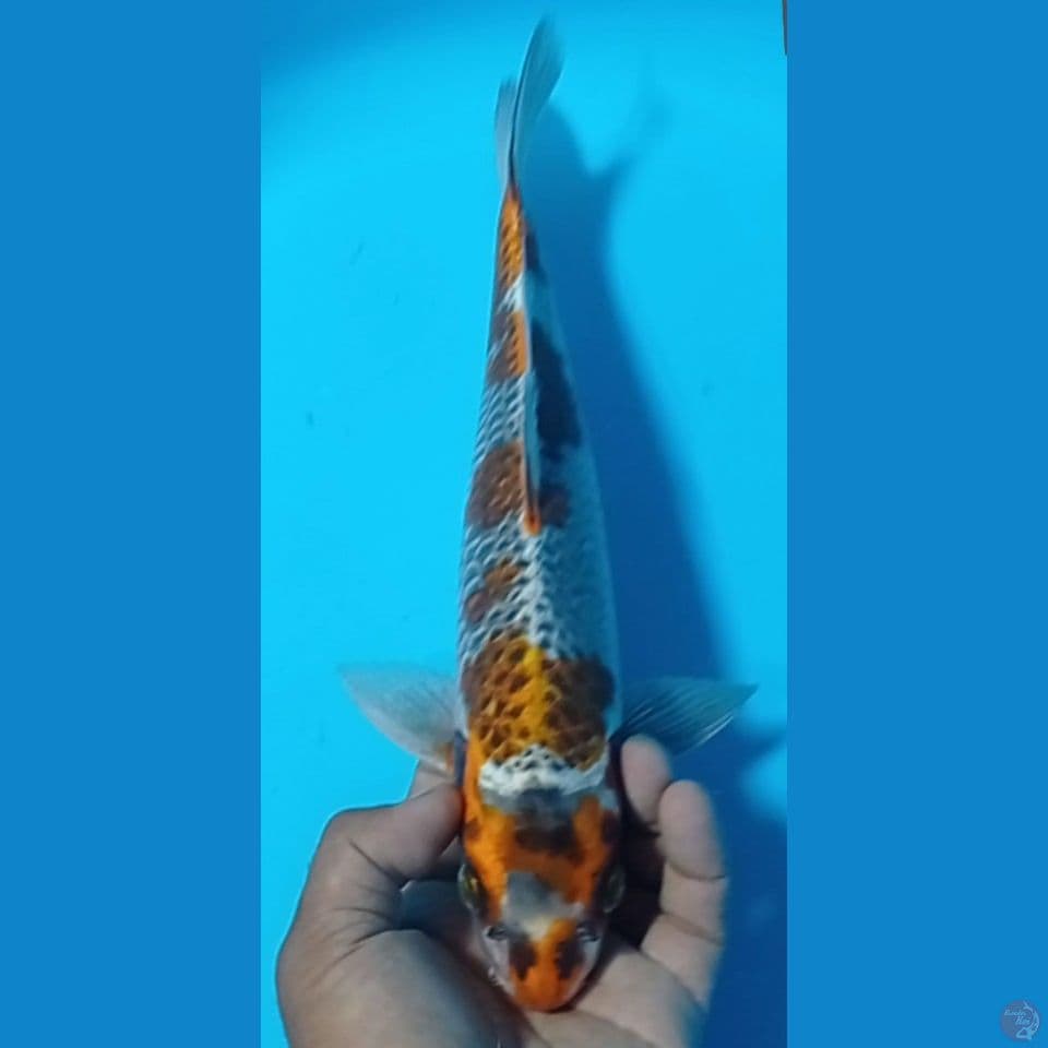 KOGANE OCIBA 36CM