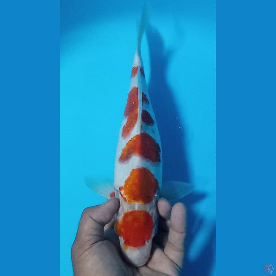 AI GOROMO 36CM