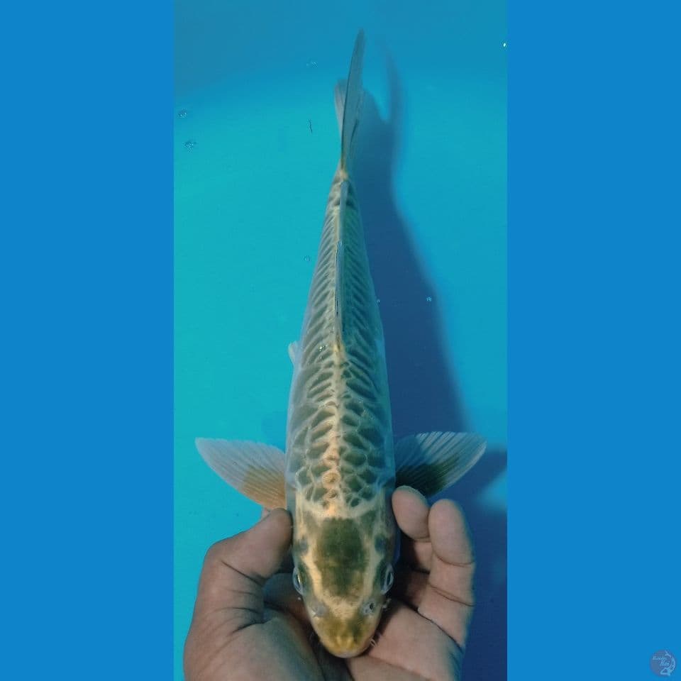 mukasi aragoke 35cm