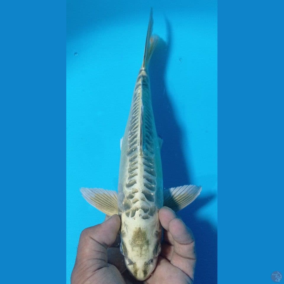 mukasi ginrin 32cm