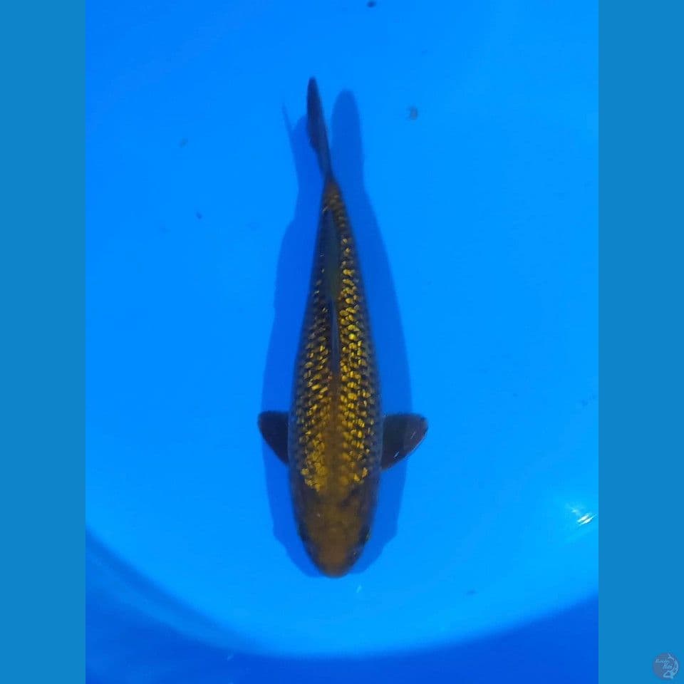 cagoi ginrin 34cm