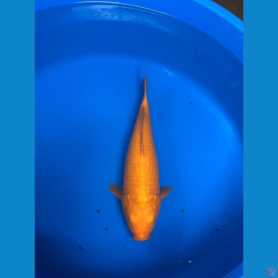 karasi 37 cm