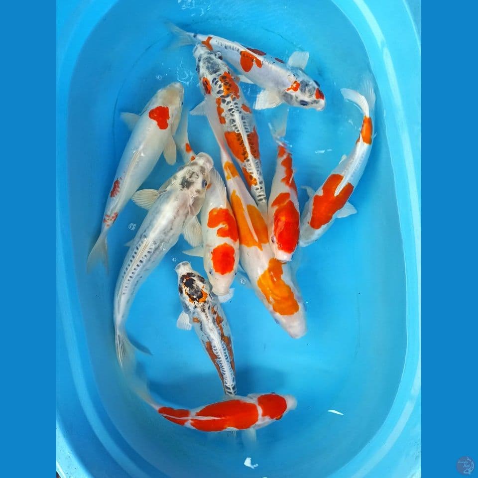 Mix 10 ekor 27/37cm