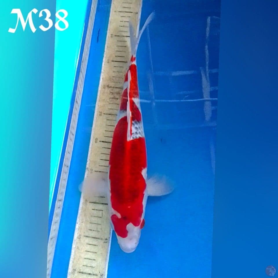 GOSIKI RESINGS M38