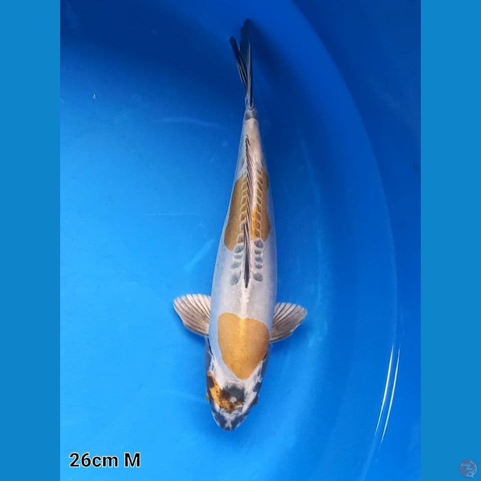 KIN KIKOKURYU 26CM MALE